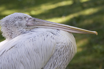 Image showing White pelican III
