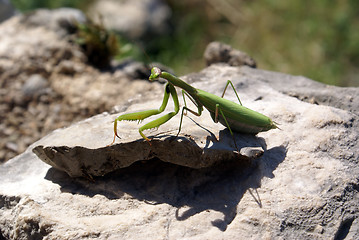 Image showing Mantis