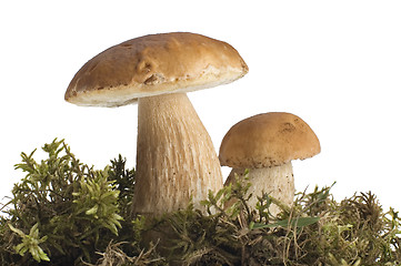 Image showing mushroom