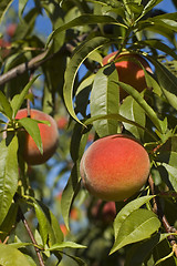 Image showing peaches