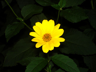 Image showing flower 2