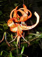 Image showing tigerlily