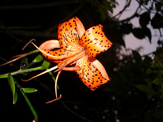 Image showing tigerlily 2