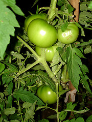 Image showing tomatos 2