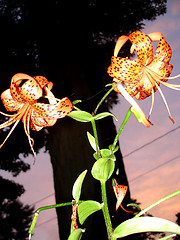 Image showing tigerlily 4