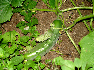 Image showing cucumber