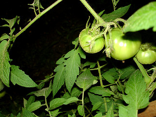 Image showing tomatos