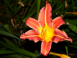 Image showing flower 2