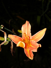 Image showing flower 4