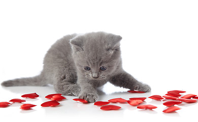 Image showing kitten and decorative hearts