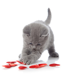 Image showing kitten and decorative hearts