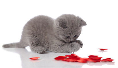 Image showing kitten and decorative hearts