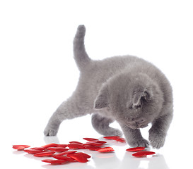 Image showing kitten and decorative hearts