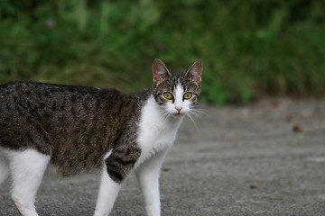 Image showing Norwegian Forestcat_1_22.08.2006