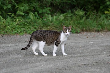 Image showing Norwegian Forestcat_2_22.08.2006