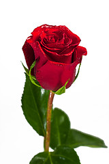 Image showing flower of a rose