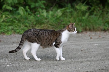 Image showing Norwegian Forestcat_3_22.08.2006