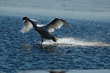 Image showing Waterskiing ?