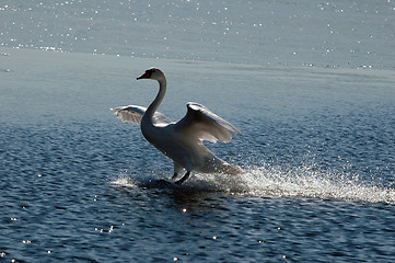 Image showing Waterskiing ?