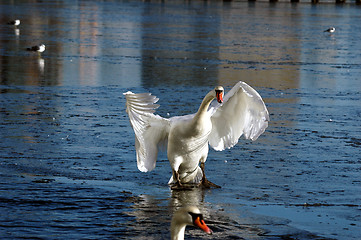 Image showing Swan on ice