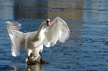 Image showing Swan on ice