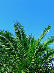 Image showing Palm tree