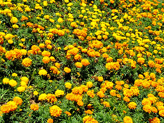 Image showing Yellow field