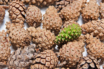 Image showing Pine cones