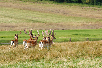 Image showing Herd of fallow deer