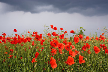 Image showing Field of poppies
