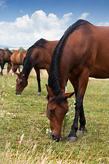 Image showing Herd of Horses 