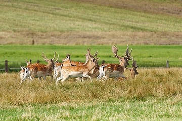 Image showing Herd of fallow deer