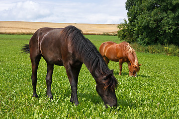 Image showing Grazing horses