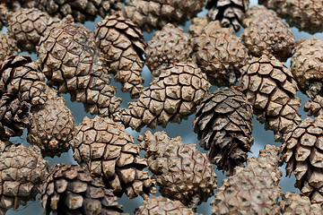 Image showing Pine cones