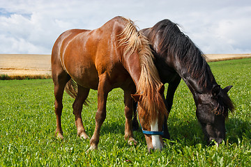 Image showing Grazing horses