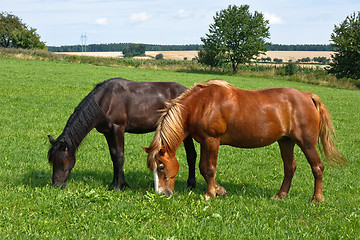 Image showing Grazing horses