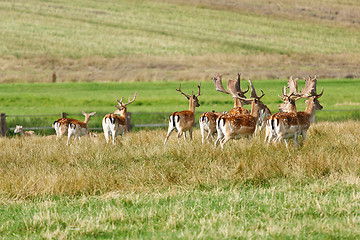 Image showing Herd of fallow deer