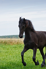 Image showing Friesian horse