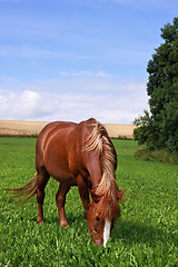 Image showing Grazing horse 