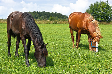 Image showing Grazing horses