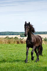 Image showing Friesian horse