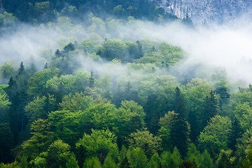 Image showing Gorgeous green forest in the fog