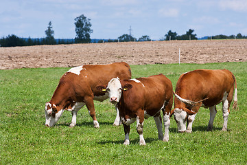 Image showing Dairy cows