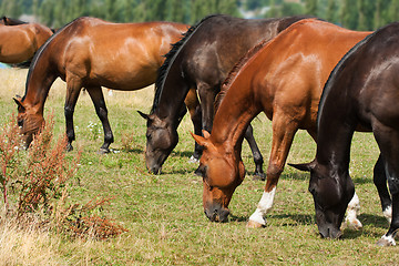 Image showing Herd of Horses 