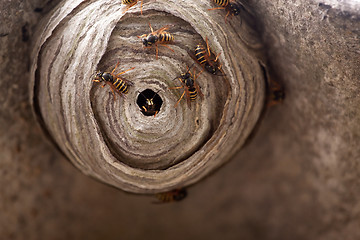 Image showing Wasp Nest