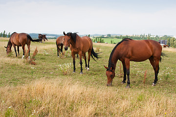 Image showing Herd of Horses