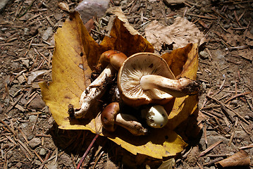 Image showing Mushrooms