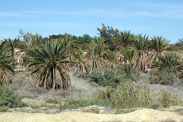 Image showing Palm trees