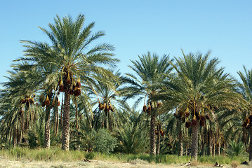 Image showing Orchard