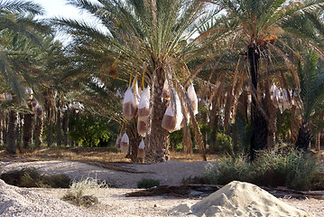 Image showing Palm trees